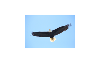 ‘The Eagle’